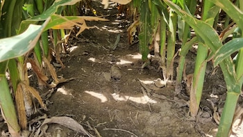 El riego por goteo entrega