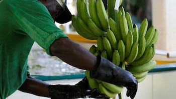 Plagas e inundaciones por El Niño: productores de banana en alerta en Costa Rica