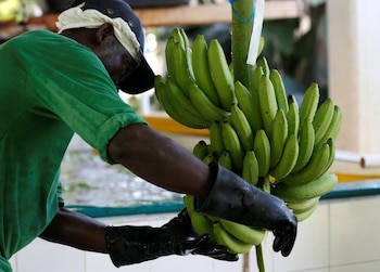 Los productores de banana en Costa Rica enfrentan incertidumbre por el impacto de El Niño sobre los cultivos del Caribe. REUTERS/Jaime Saldarriaga
