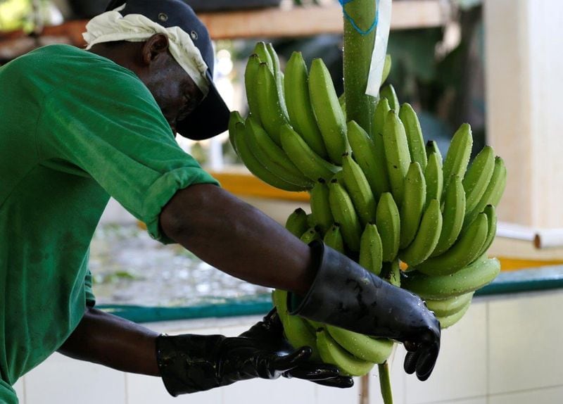 Los productores de banana en Costa Rica enfrentan incertidumbre por el impacto de El Niño sobre los cultivos del Caribe. REUTERS/Jaime Saldarriaga