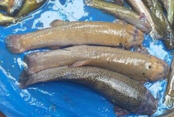 El Ministerio de Cultura destacó