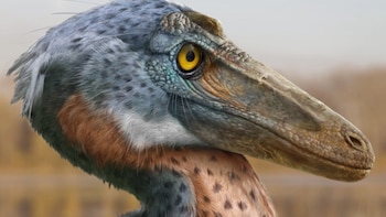 Nueva especie de dinosaurio descubierta