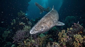 Un tiburón de piel gris moteada nada en aguas profundas sobre formaciones de coral junto a pequeños peces.