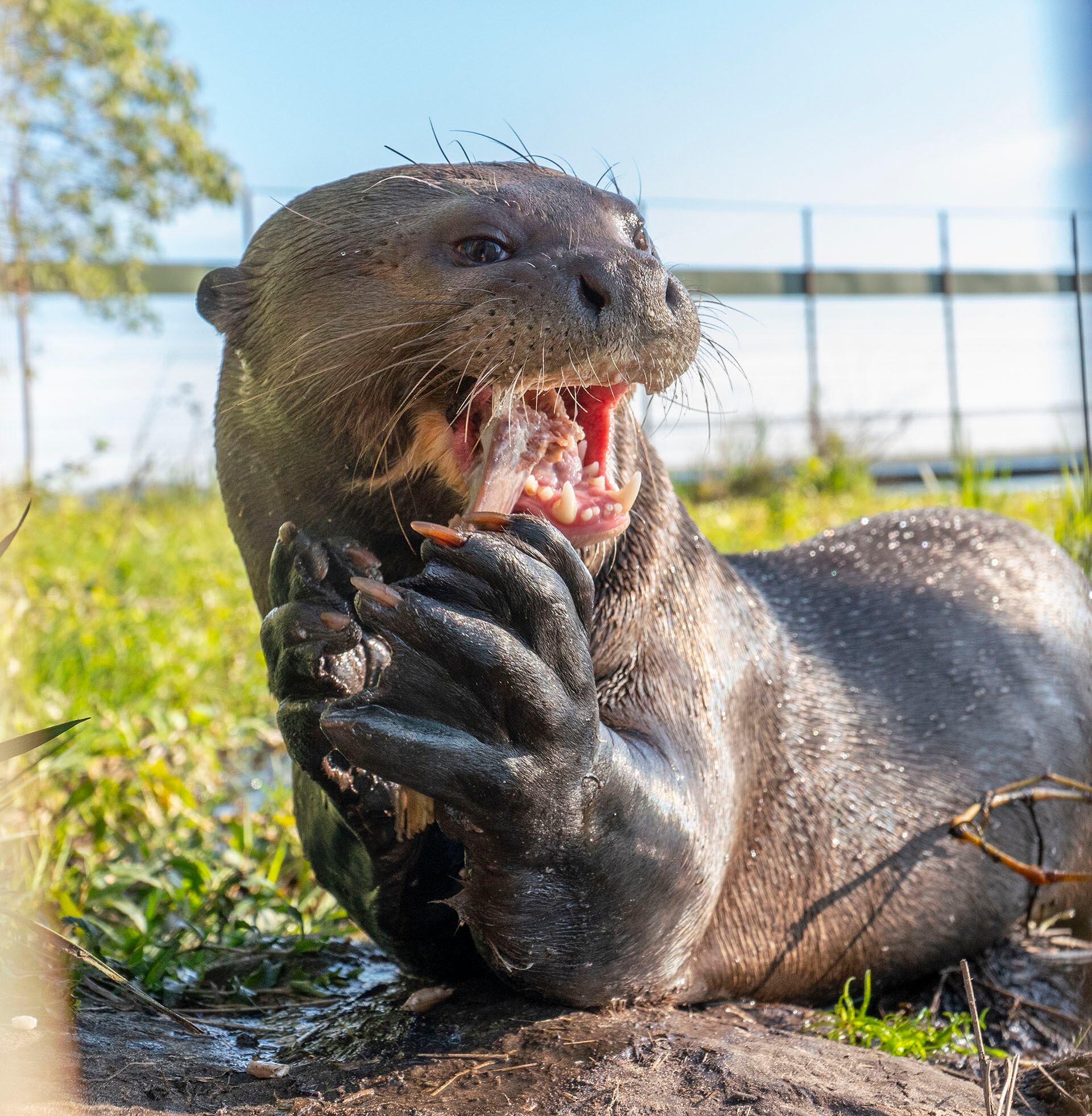 Con hasta 1,8 metros de largo y 33 kilos de peso, la nutria gigante es el mayor mamífero acuático sudamericano