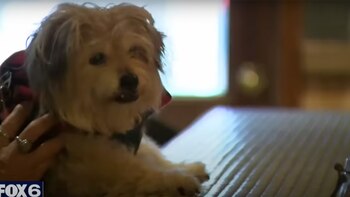 Bear, de 16 años escapó