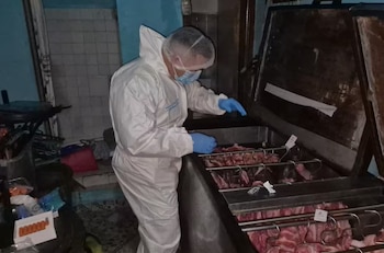 El hallazgo de 1,4 toneladas de carne de caballo en descomposición permitió desmantelar una red criminal que operaba en Bucaramanga - crédito Policía Nacional