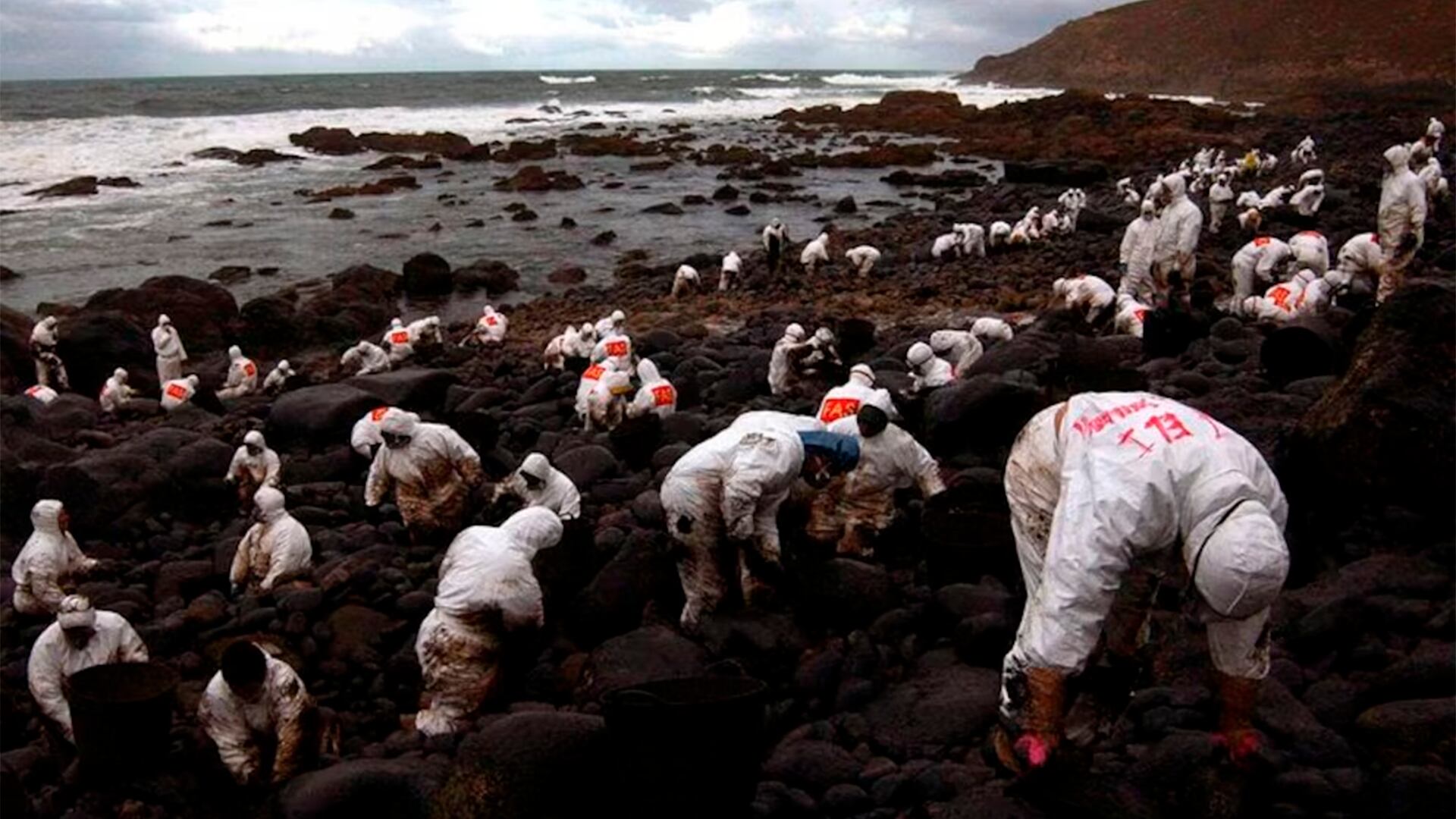 Los voluntarios recogieron unas 23 mil aves y solo un 10% pudo recuperarse y volver a volar. Entre 115.000 y 230.000 murieron empetroladas.