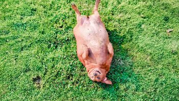 La perra salchicha logró perder