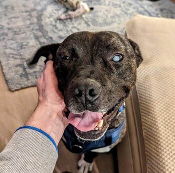 Brutus está parcialmente ciego y