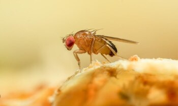 Lo mosquitos de la fruta