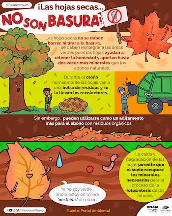 El proceso de descomposición puede tardar entre varias semanas y algunos meses, según la humedad del ambiente. (X/@UniversumMuseo)