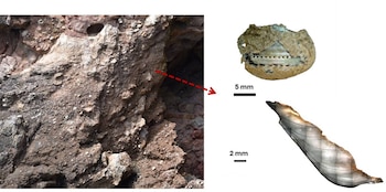 Análisis en laboratorio de un ejemplar de caracolillo Phorcus turbinatus. / UAB