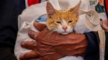 Festival Gatotitlán CDMX 2025: fecha