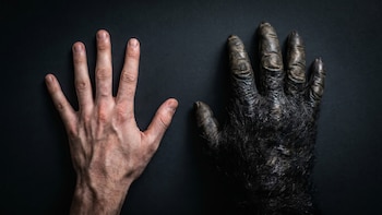 Qué revelan los huesos de la muñeca sobre la evolución humana