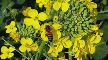 Colza, la tercera oleaginosa en