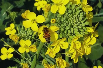 Desde 2007, un equipo de