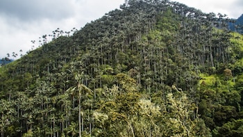 Colombia protege el mayor bosque de palma de cera del mundo: será santuario en Tolima