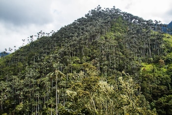 Colombia declara el Santuario de Flora Palmares de Tochecito, el núcleo más importante para la conservación de la palma de cera