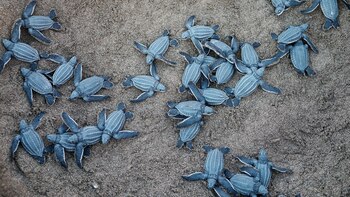 Se tiene la creencia que