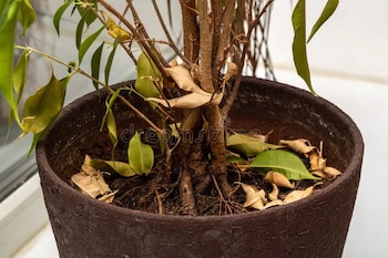 Si el color habitual no regresa en 24 horas, la poda puede ayudar a que la planta concentre sus recursos
