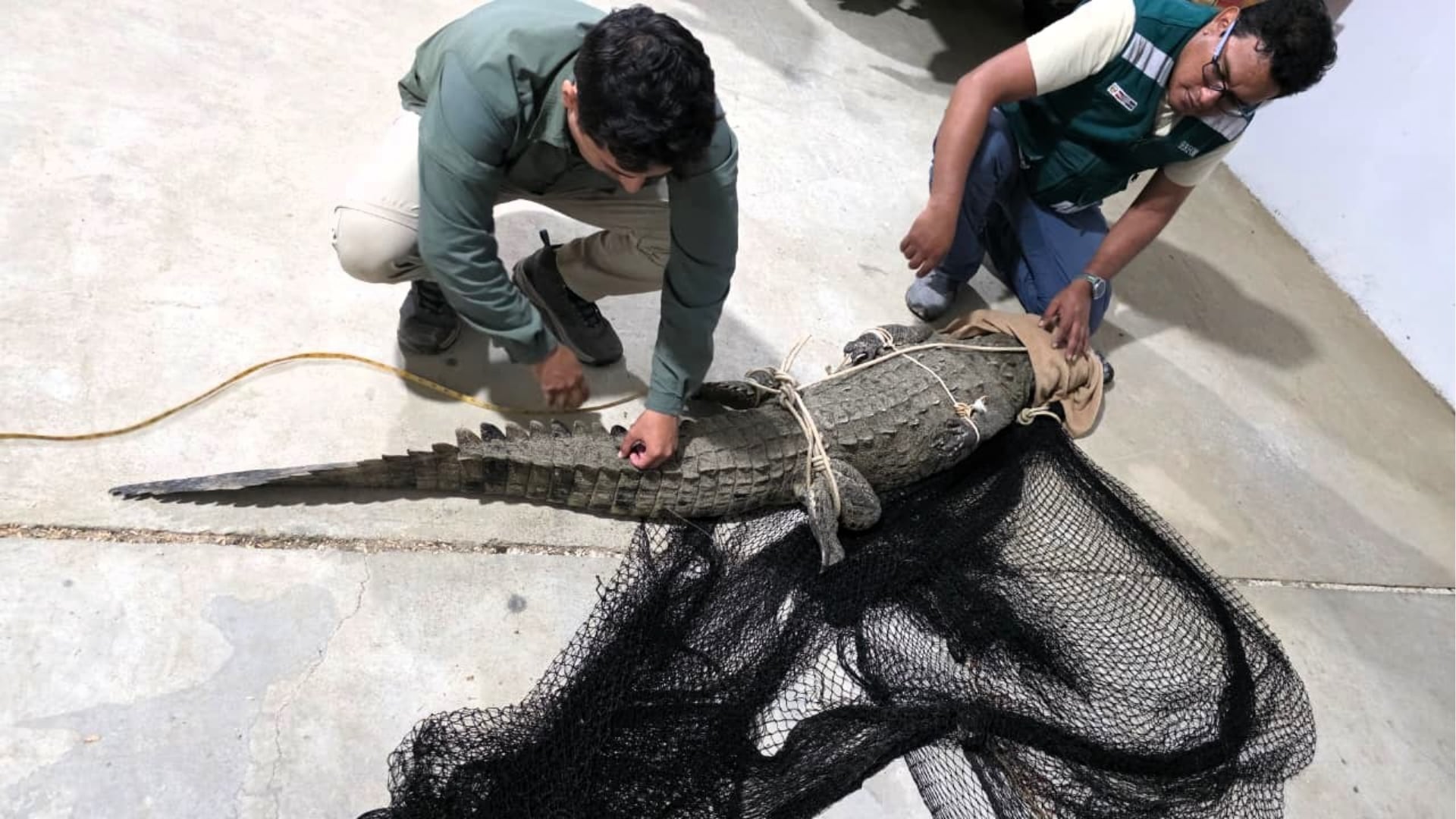 Personal de Serfor atiende a un cocodrilo de Tumbes (Crocodylus acutus) encontrado en las playas de Los Órganos, Talara, preparándolo para su reubicación. (Foto: Serfor)