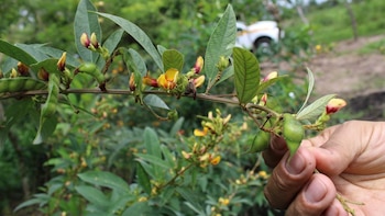 Evalúan cambios a la ley