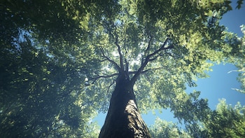 Una disputa por los árboles