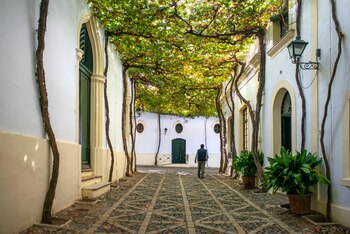 Los árboles crean un paisaje