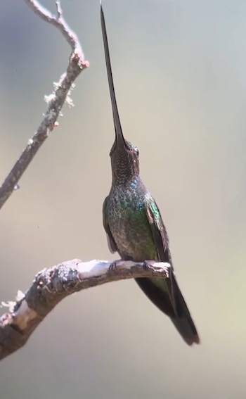 Un colibrí picoespada de color verde oscuro, con un pico extremadamente largo y recto apuntando hacia arriba, posado en una rama cubierta de musgo