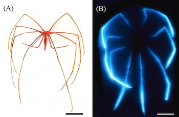 Dos paneles con una araña de patas largas: el primero en tono naranja sobre fondo blanco y el segundo con contornos azules sobre fondo negro