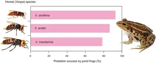 La tolerancia de algunos anfibios a toxinas mortales cuestiona las ideas previas sobre depredación y defensa, y podría tener implicancias médicas a futuro (Shinji Sugiura / Kobe University)