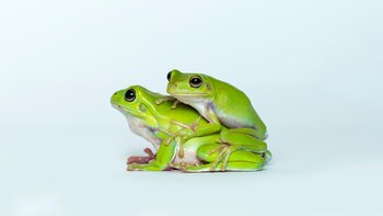 Este comportamiento puede derivar en