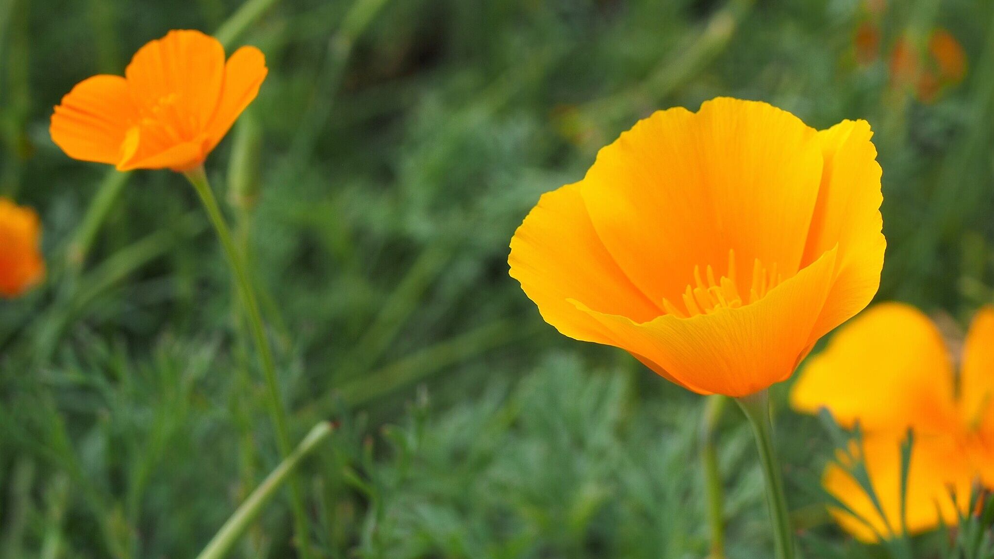 Amapola Californiana (Wikimedia Commons)