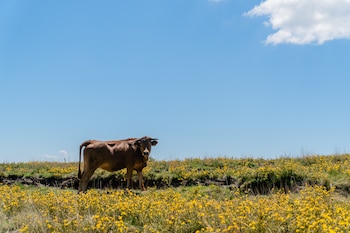 Una vaca en un campo (Freepik)