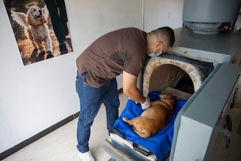 Michael Lee Morales acomoda el cuerpo de una mascota, en el centro de cremación Pethelios en Managua. (EFE/ STR)