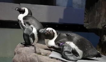 Dos pingüinos africanos en un recinto: uno de pie sobre una roca y el otro tumbado. Ambos son blancos y negros; el que está tumbado tiene una banda morada en la aleta