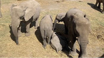 Elefantes africanos llegarán al Parque de Las Leyendas: ¿Desde cuándo se podrá visitarlos en el zoológico?
