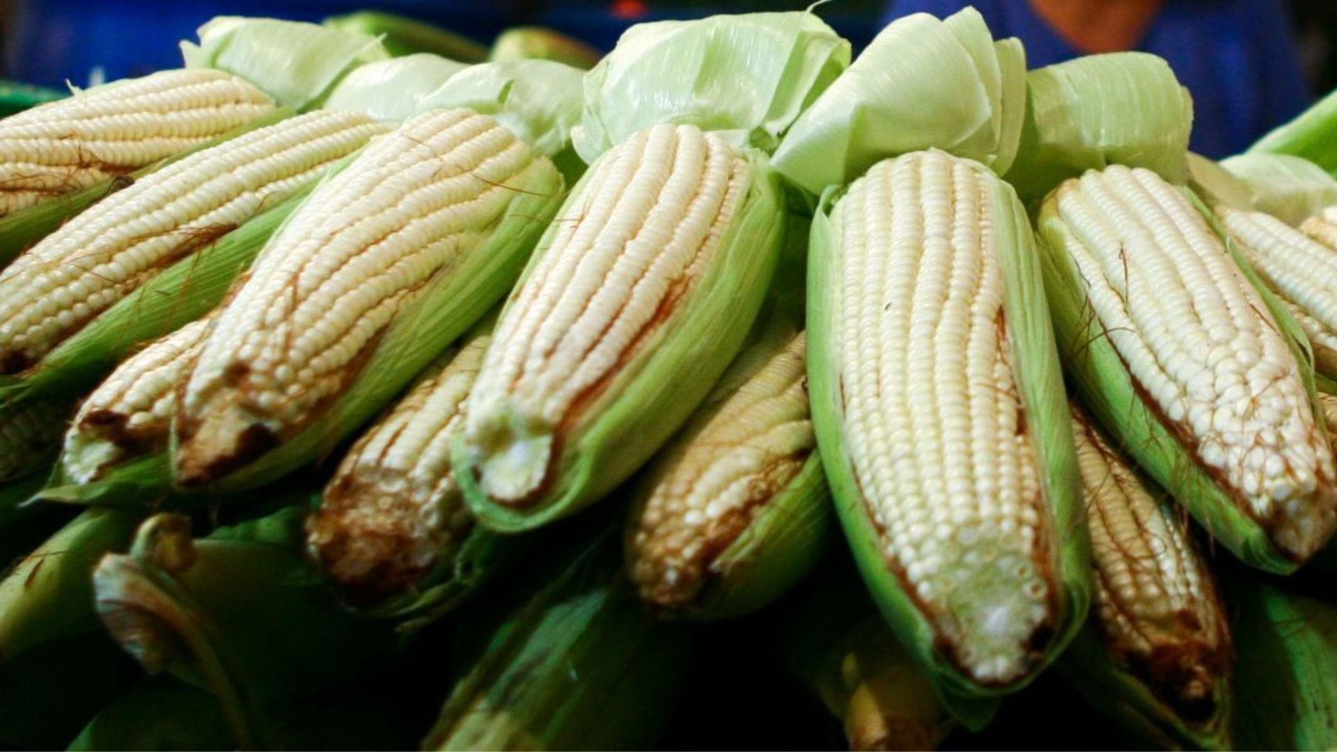 La feria combina el certamen agrícola con coronación de reina, bailes populares, exposición de autos antiguos, danza folclórica y un andador gastronómico. (FOTO: ISAAC ESQUIVEL/CUARTOSCURO.COM)