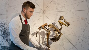 Los humanos son responsables de