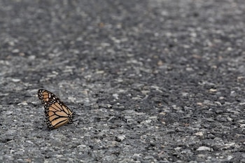 Mariposa Monarca