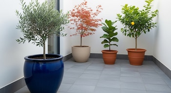 Patio urbano con piso de baldosas grises y paredes blancas. Un olivo en maceta azul, un arce japonés rojo, un ficus y un limonero con fruta amarilla en macetas de barro.