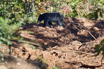 Aunque existen unos 24,000 osos