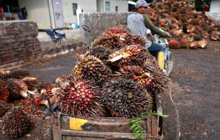 La palma genera un aceite muy popular para el consumo de las naciones asiáticas. Salvo épocas puntuales, es el más barato de todos los aceites vegetales comercializados (rEUTERS)