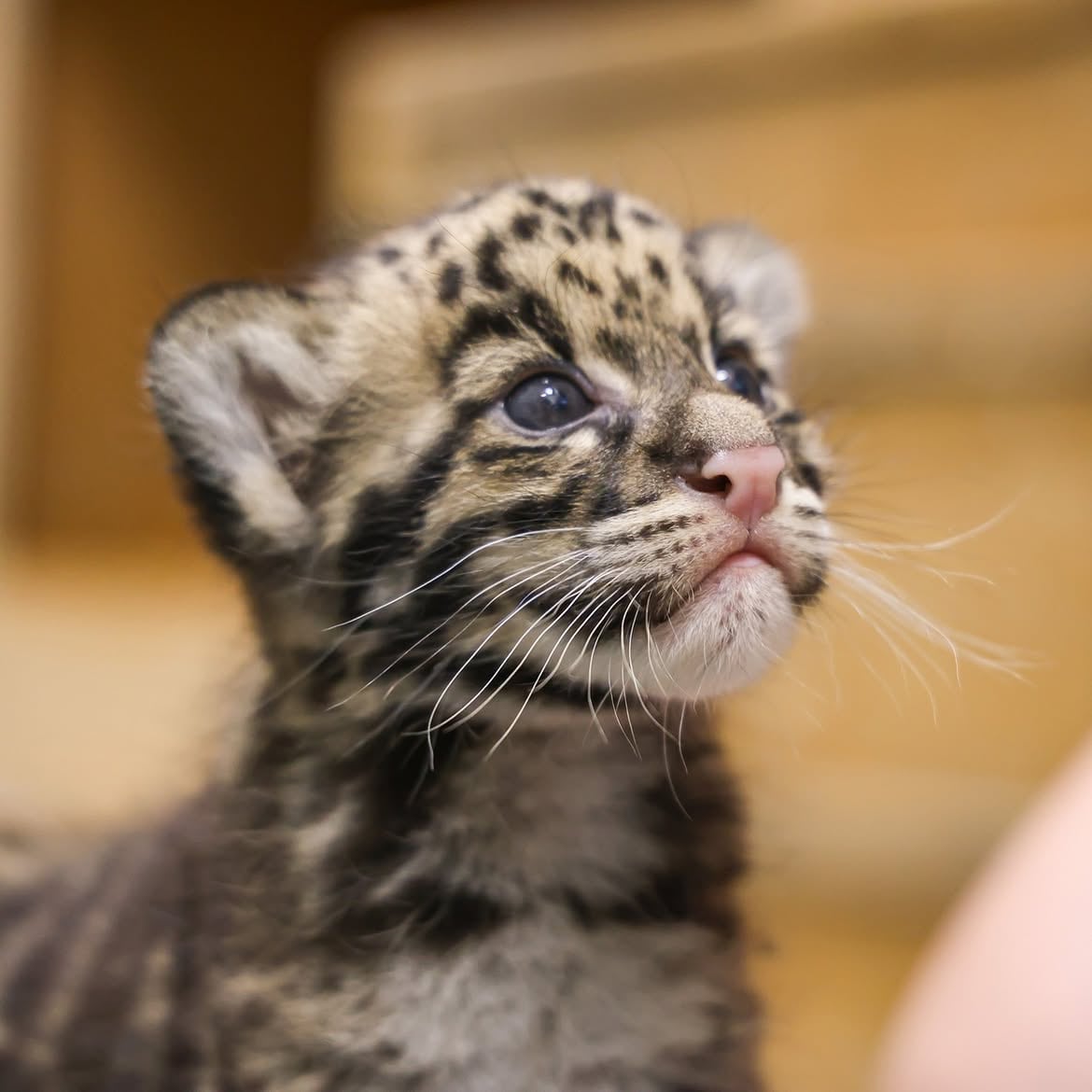 El recinto informó que la hembra permanecerá junto a su progenitora hasta el destete y que luego será incorporada con otros juveniles para favorecer la convivencia (@nashvillezoo)