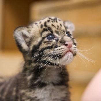 Primer plano de un cachorro de jaguar con pelaje manchado, ojos azules, nariz rosada y bigotes blancos