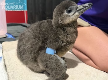 Pichón de pingüino cubierto de plumón gris con una banda azul en el ala, sentado sobre una toalla blanca junto a una persona