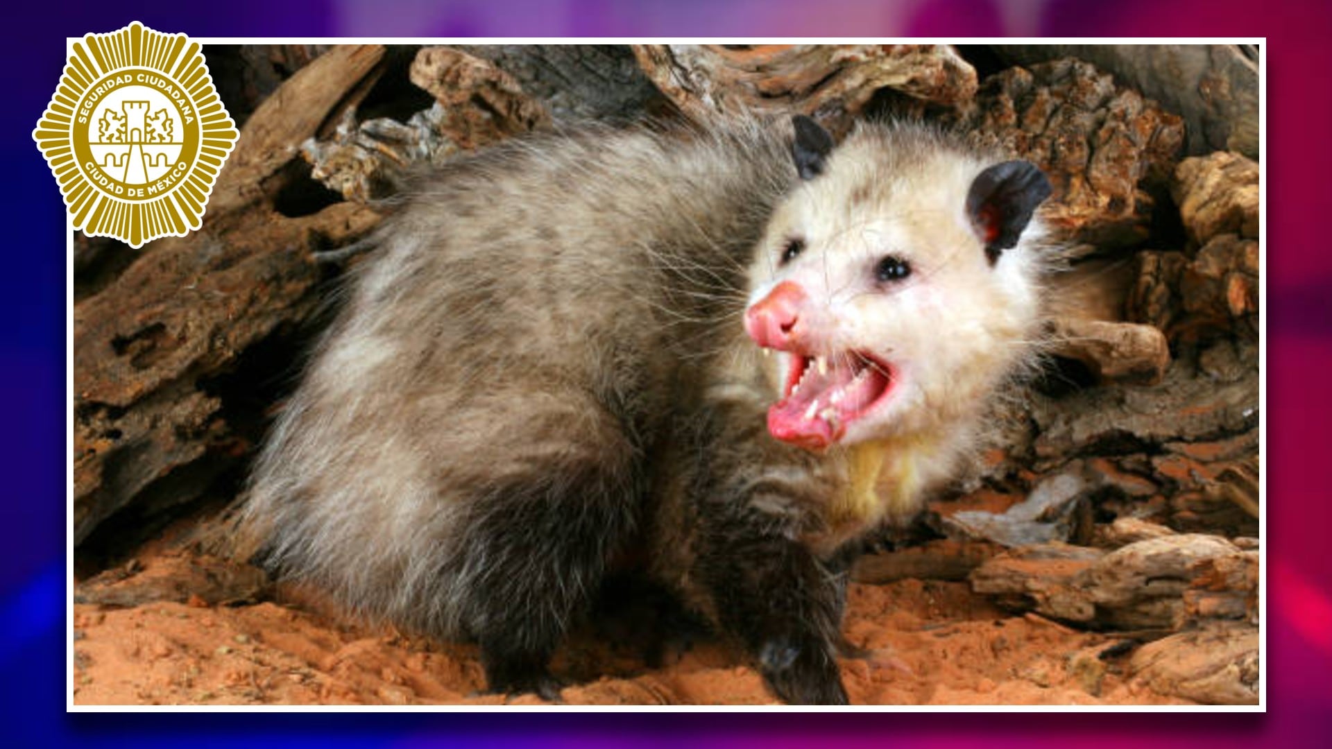 Policías rescatan a tlacuache herido en una vivienda de la CDMX