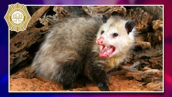 Rescatan a tlacuache lesionado en