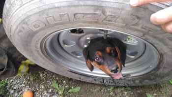Bomberos de Toluca rescataron a