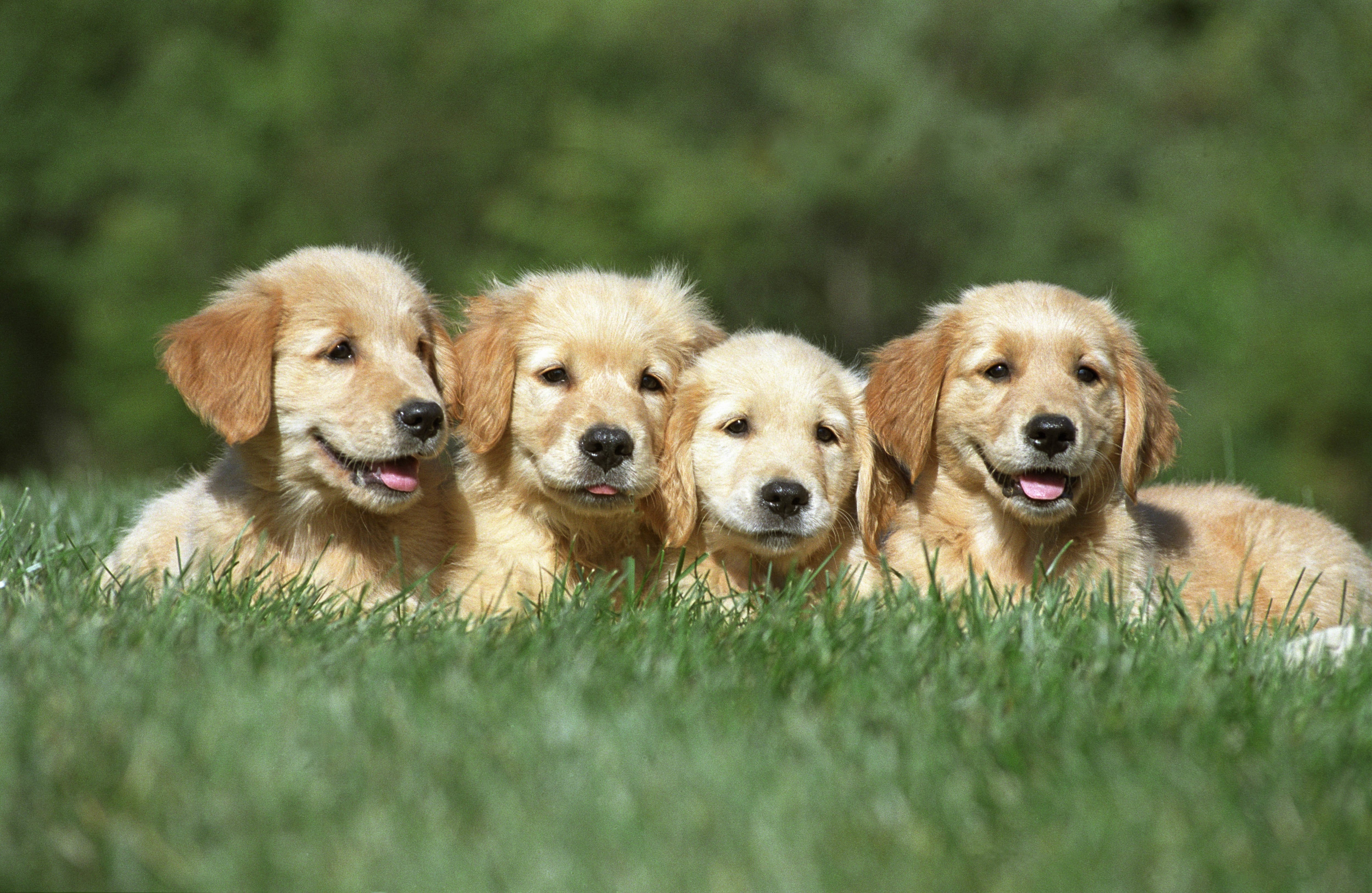 Los científicos hallaron coincidencias genéticas entre golden retrievers y personas en rasgos como miedo, agresividad, facilidad de aprendizaje y energía. (Crédito: Freepik)